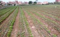 Research in Benha University on &quot;the Effect of some Safe Compounds and Organic Fertilization on Strawberry Productivity for Export
